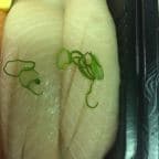 Best Yellowtail in Scranton, PA